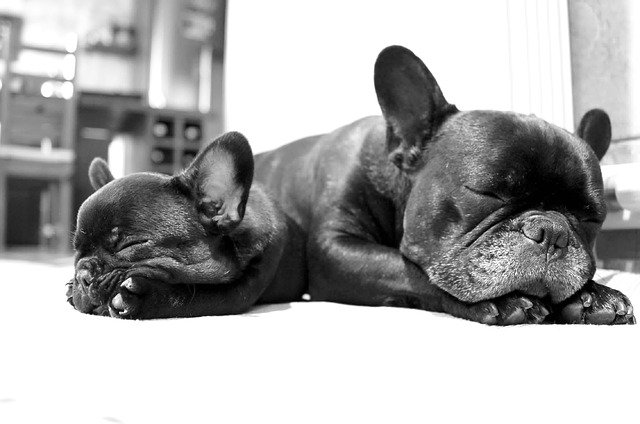 Good Sleeping Habits for French Bulldog Puppies