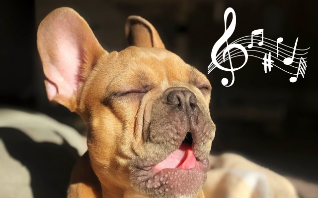 music therapy french bulldog